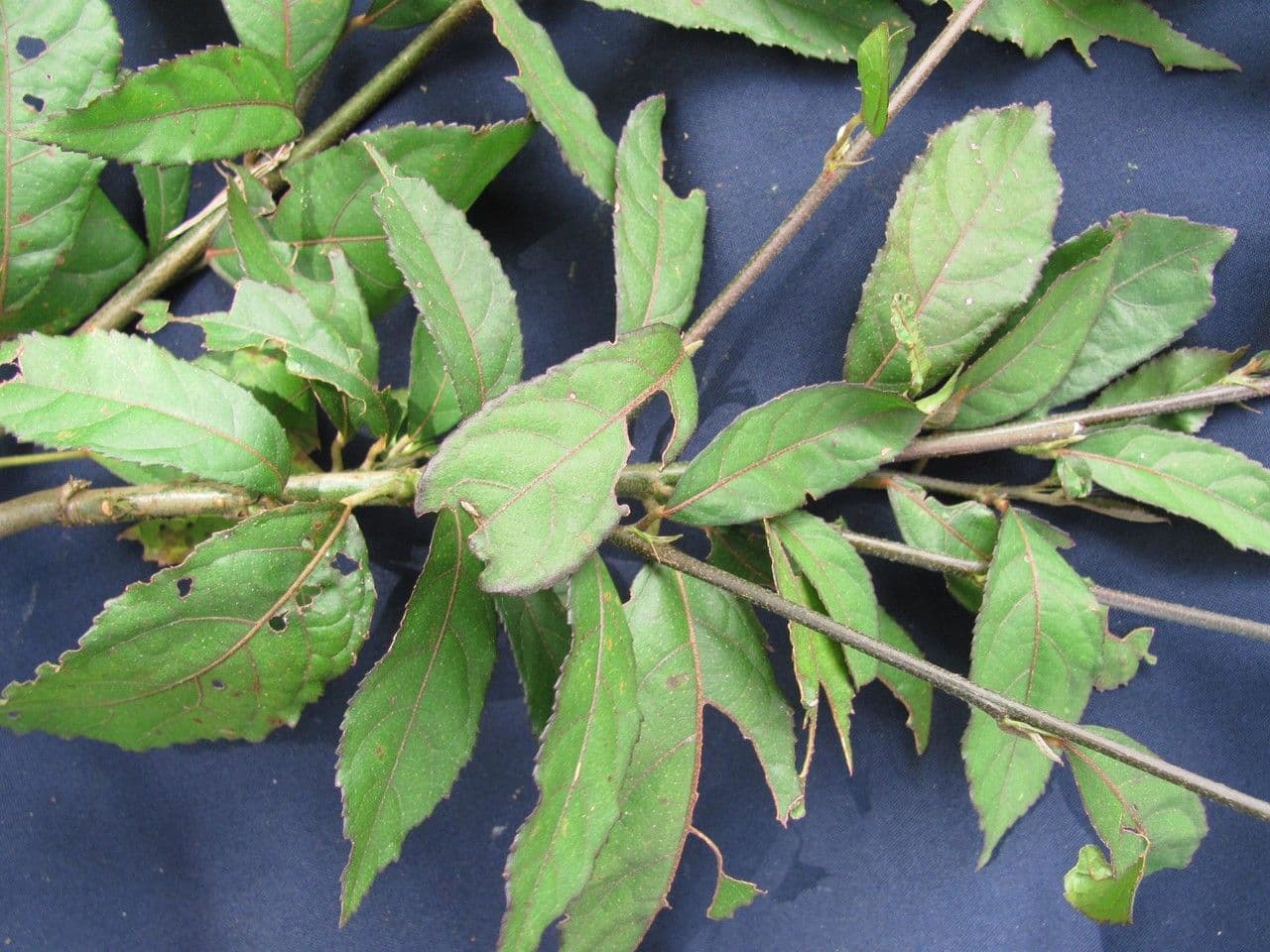 Pavonia arbustiva 9