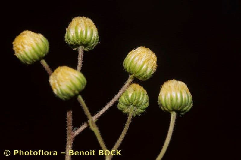Aeonium
