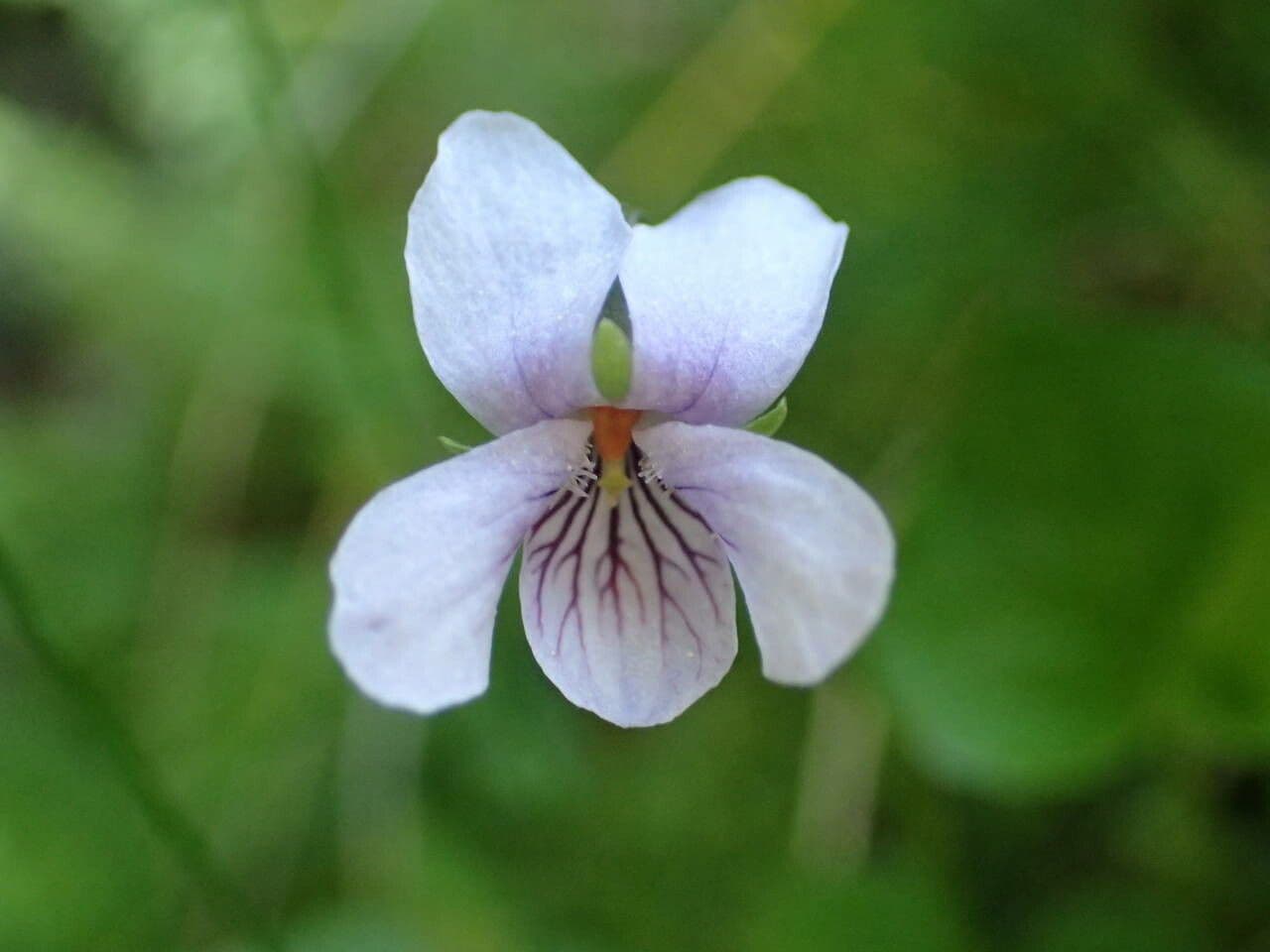 Viola palustre 5