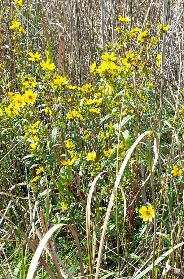 Bidens laevis 3