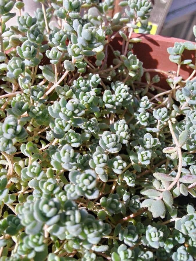 Borracina cinerea 18