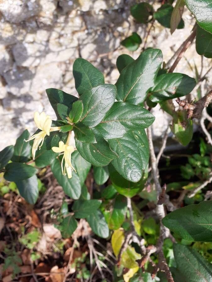 Caprifoglio giapponese 19