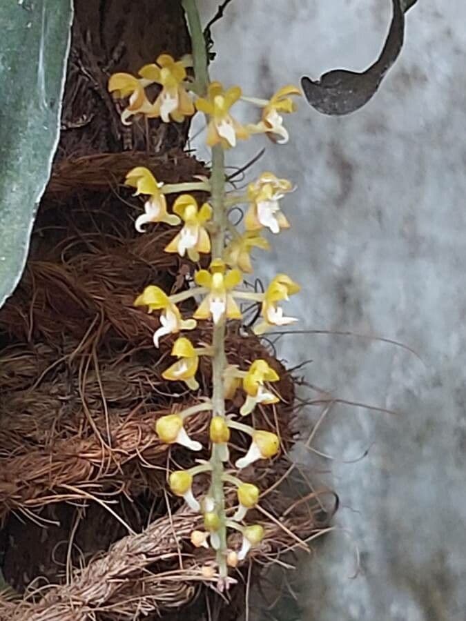 Dendrochilum