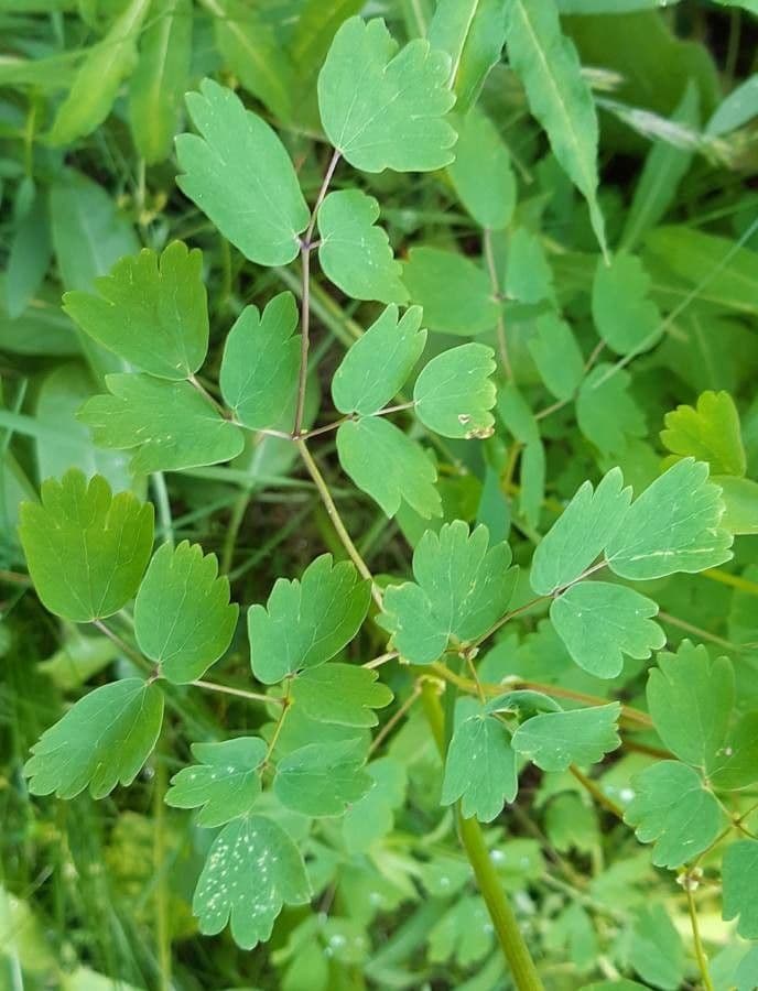 Akeleiblättrige Wiesenraute 16