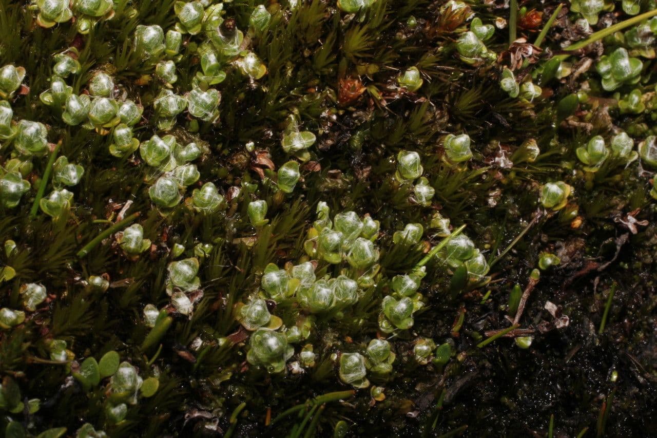 Cuatrecasasiella 2