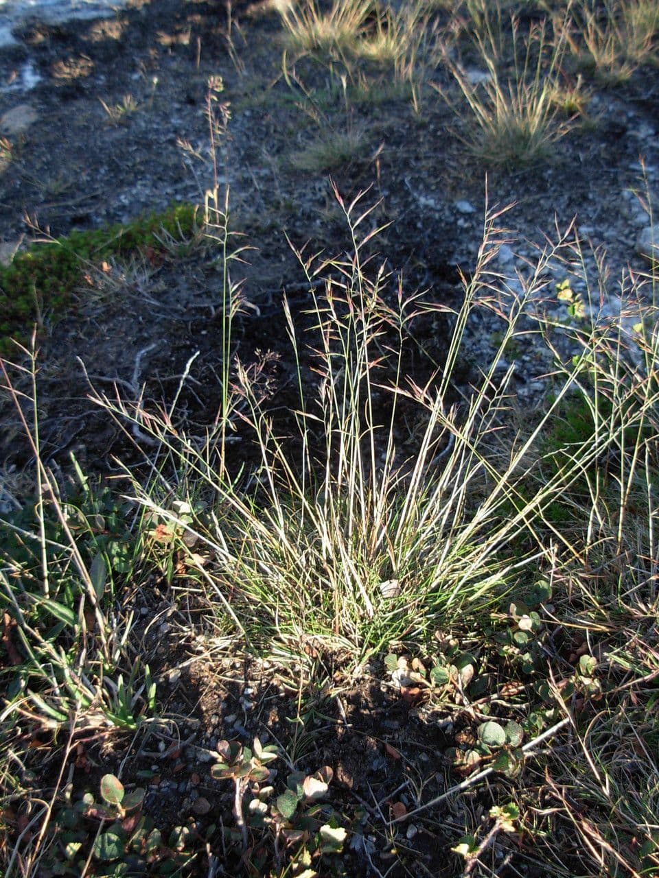 Festuca viviparoidea 3