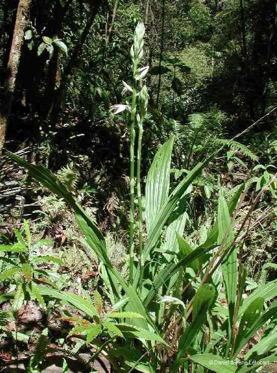 Phaius di Tankerville 9