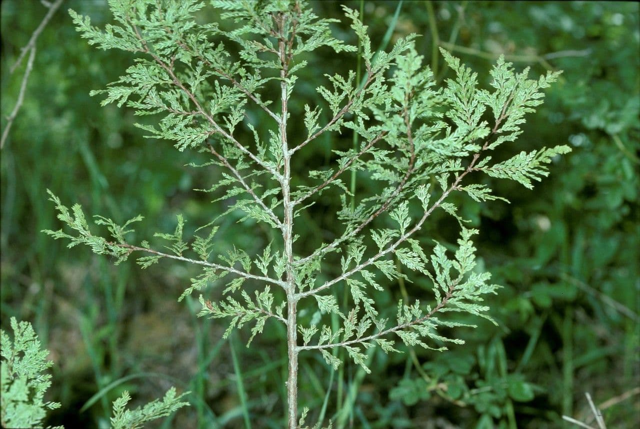 Cedro del Cile 16