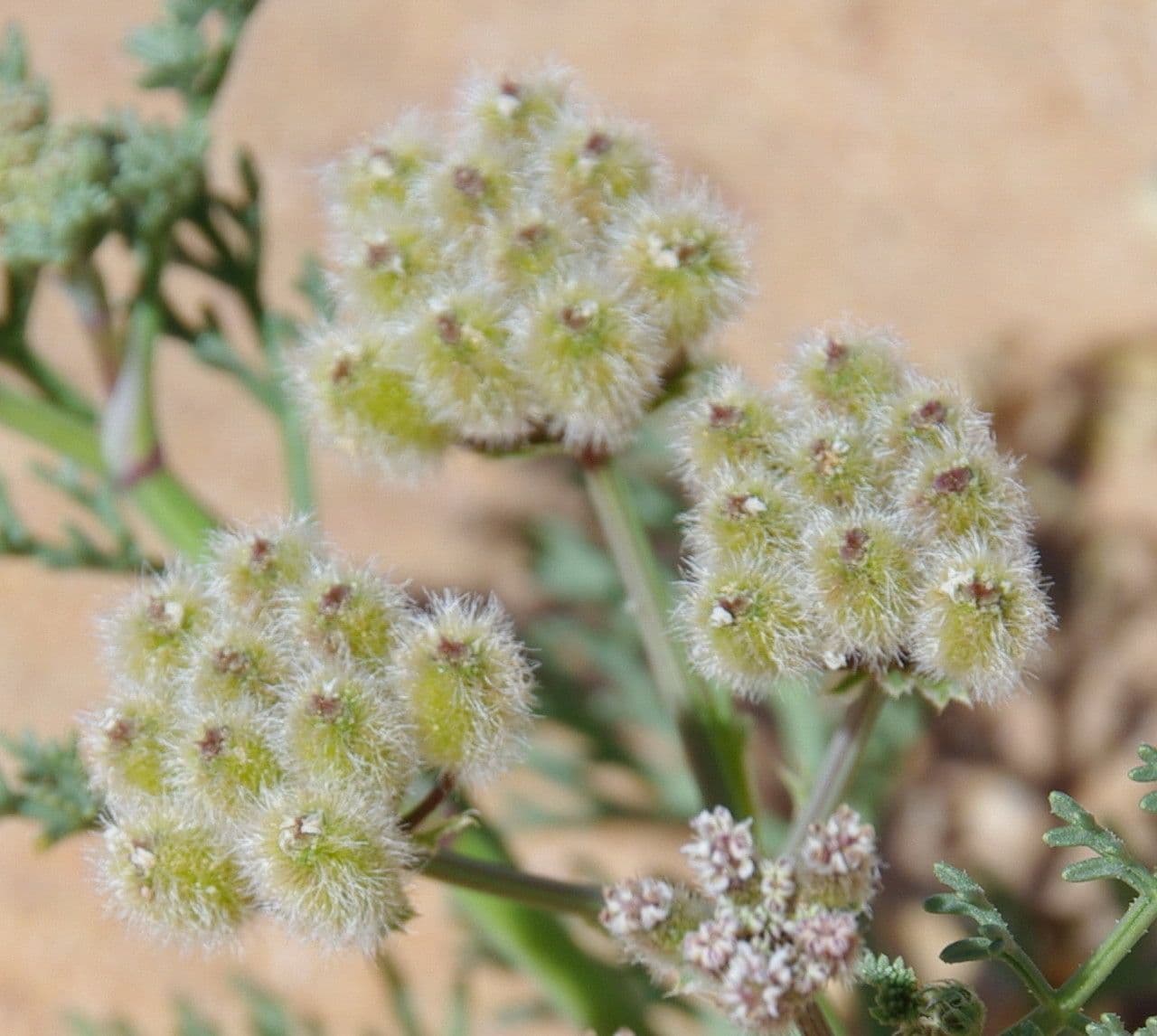 Ammodaucus 4