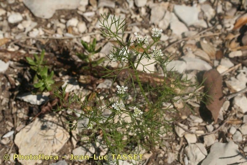 Scandice stellata 12