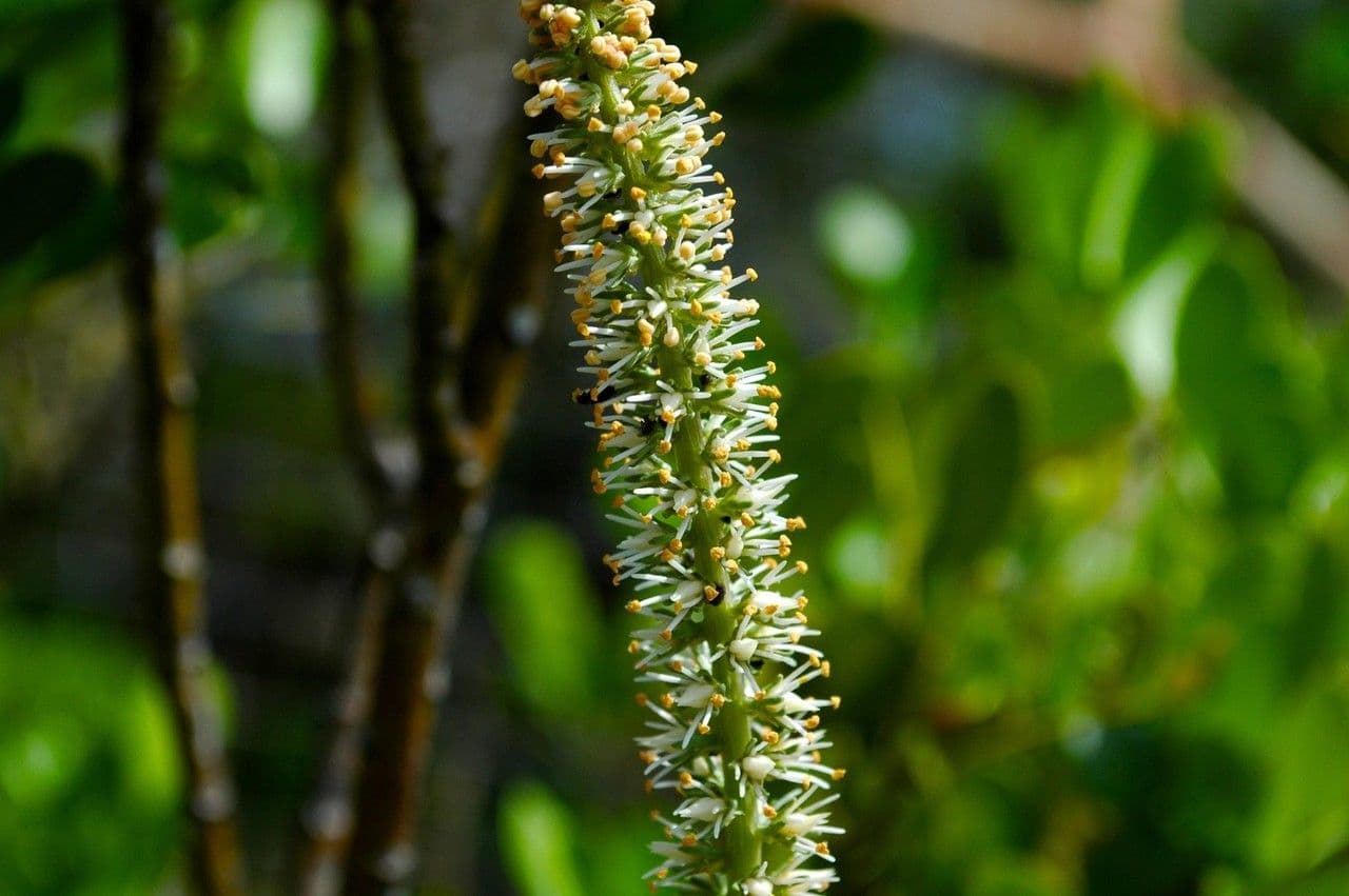 Schoenocaulon 2