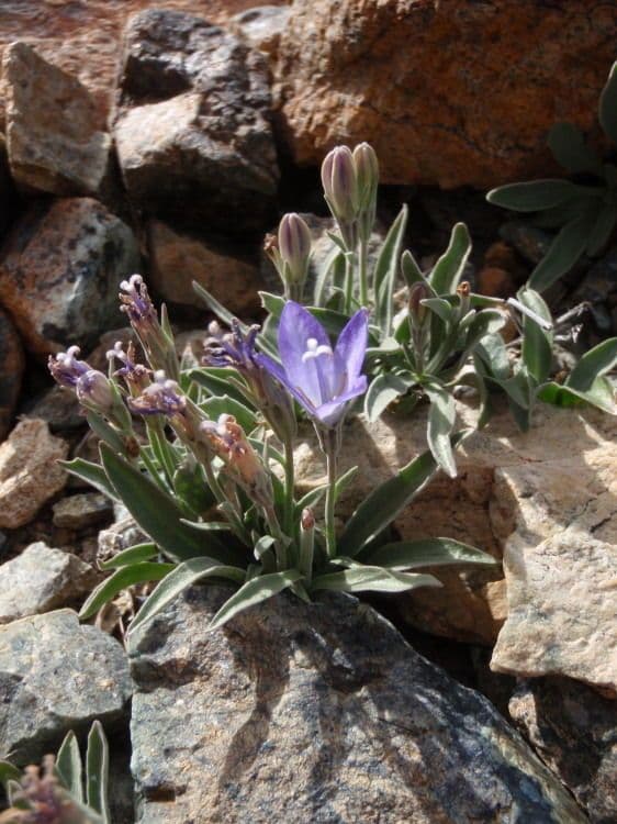 Campanula 6