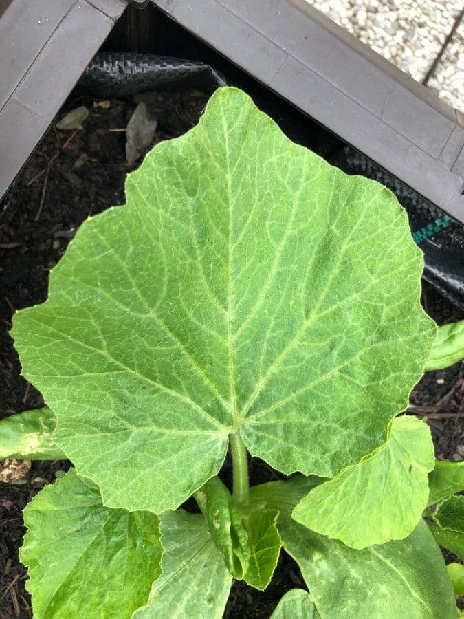 Zucca moscata 18