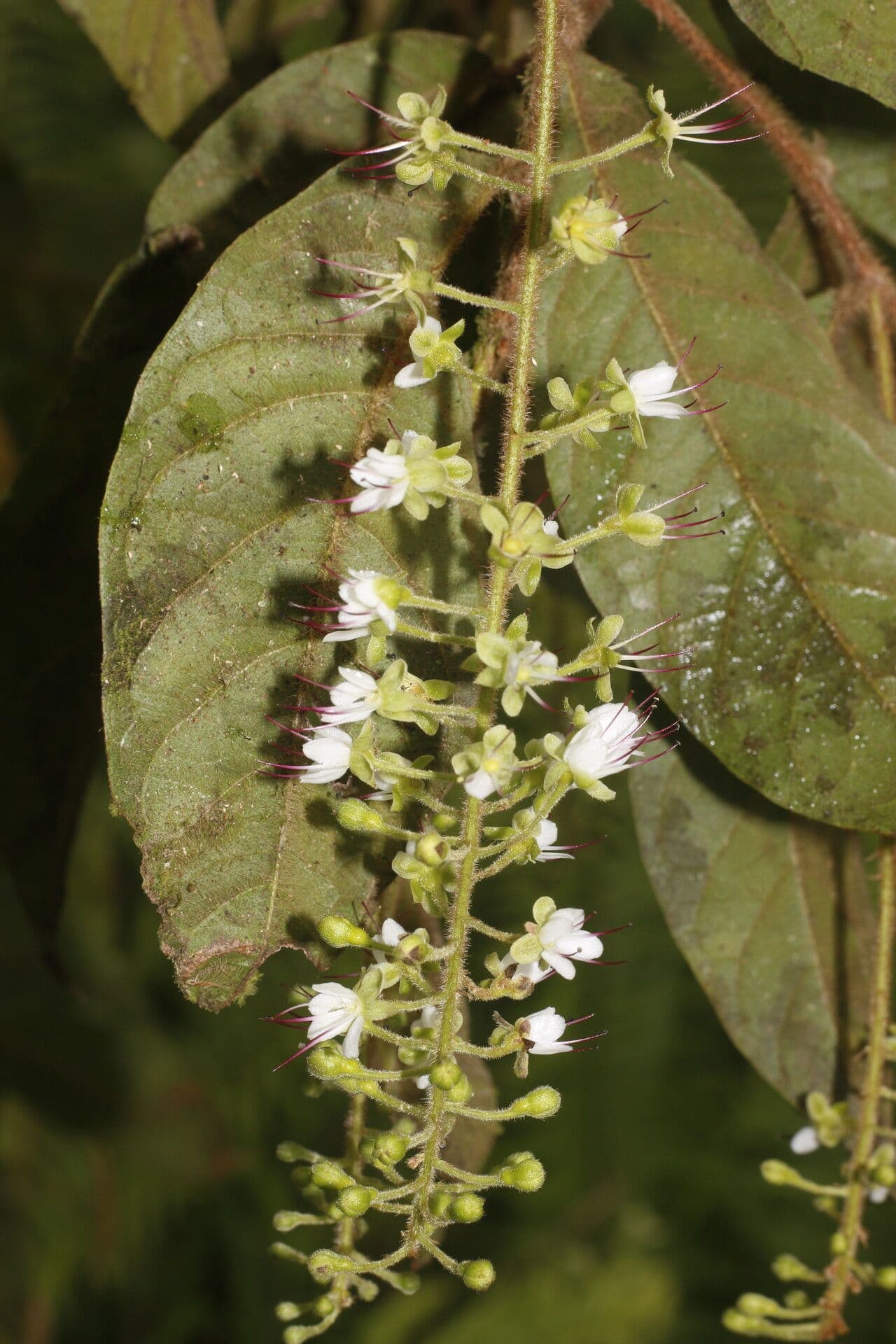 Hirtella 4