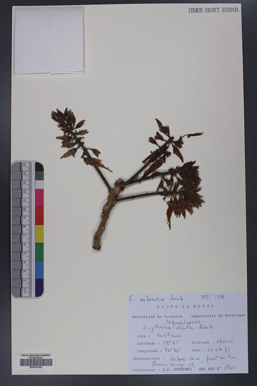 Korallenbaum 10