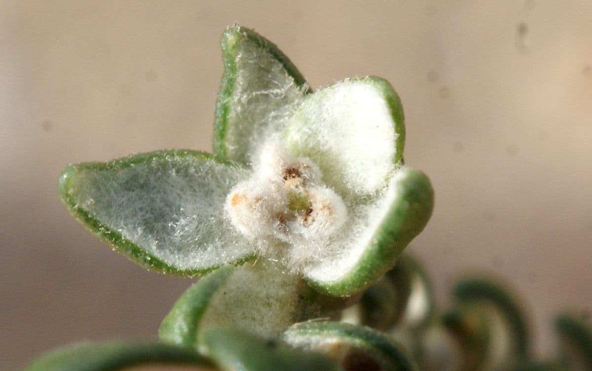 Timelea irsuta 5