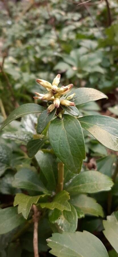 Pachysandra procumbens 3