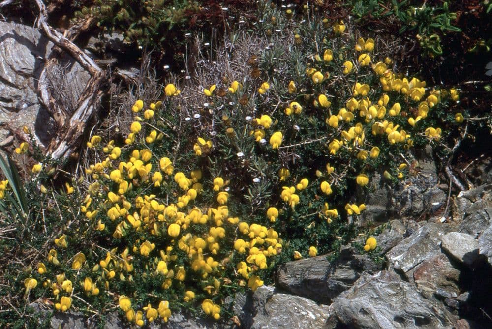 Adenocarpus 14