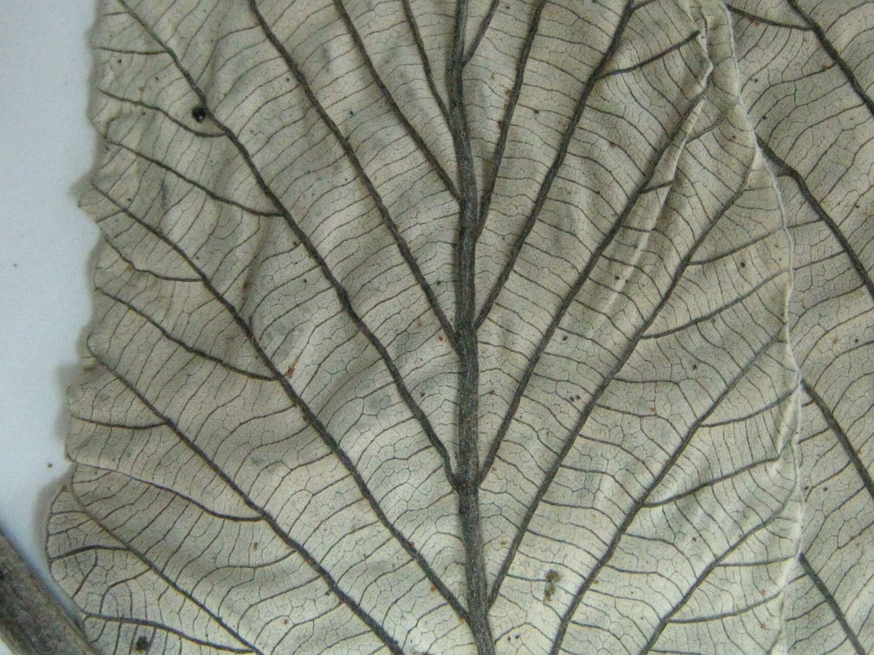 Cecropia 25