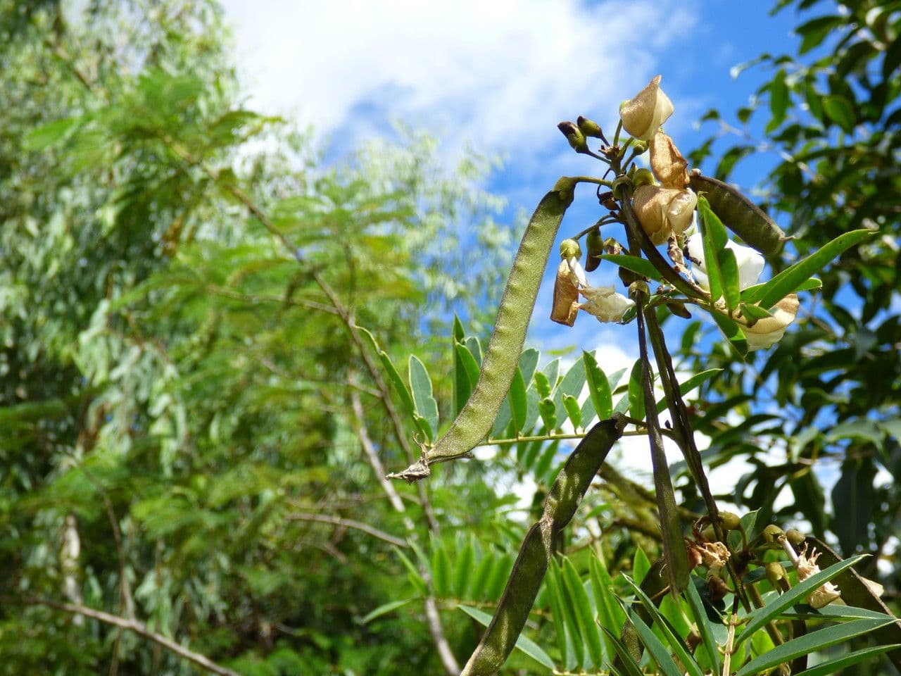 Tephrosia bílá