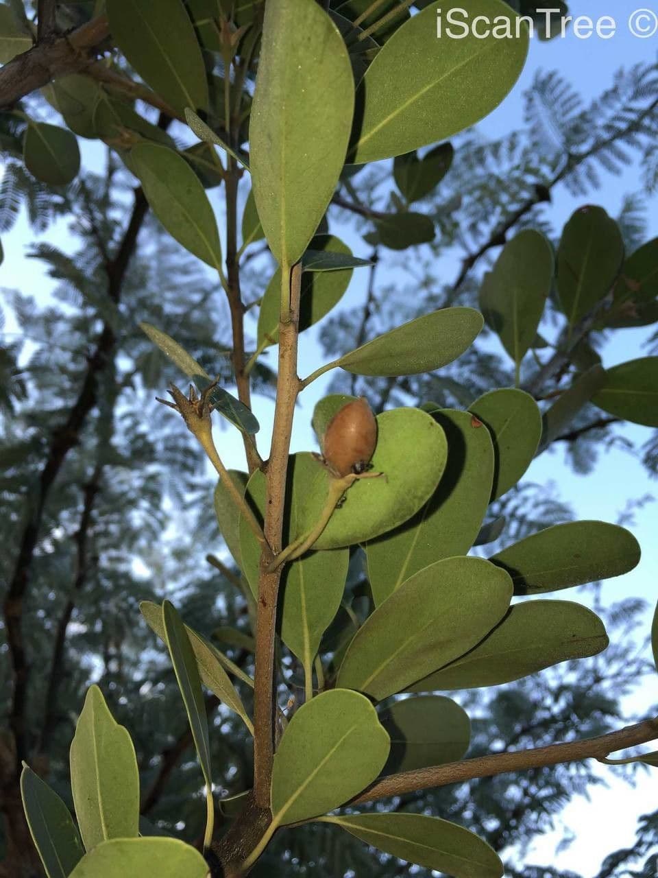 Manilkara 3