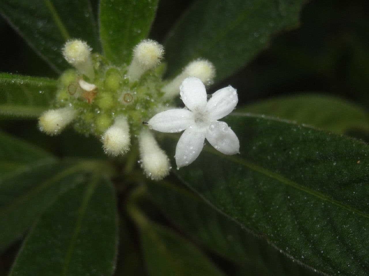 Psychotria 2