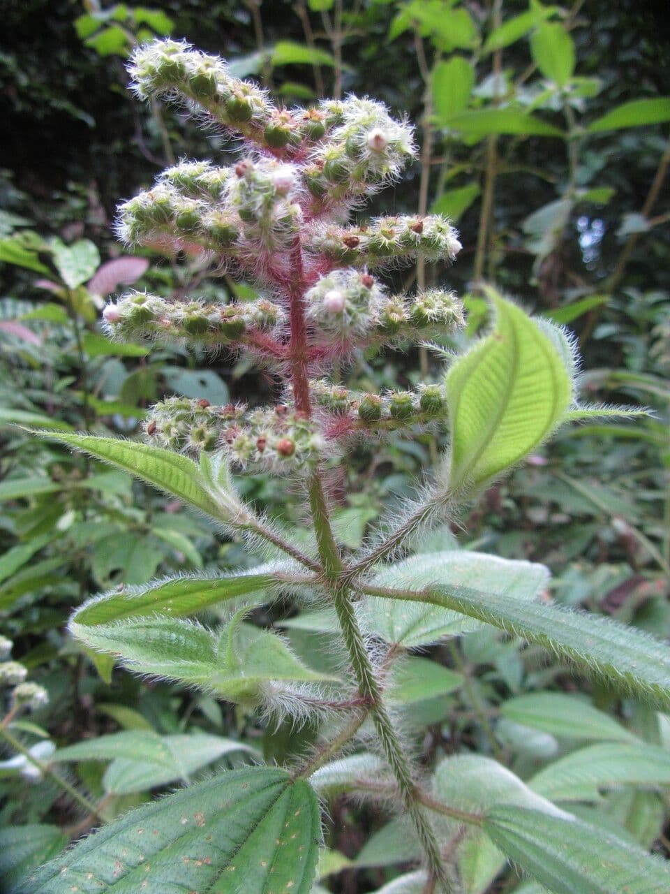 Miconia 5