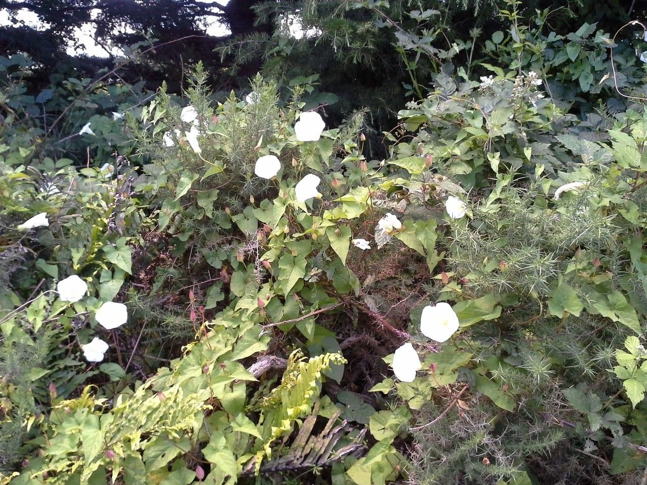 Vilucchiello delle siepi 14