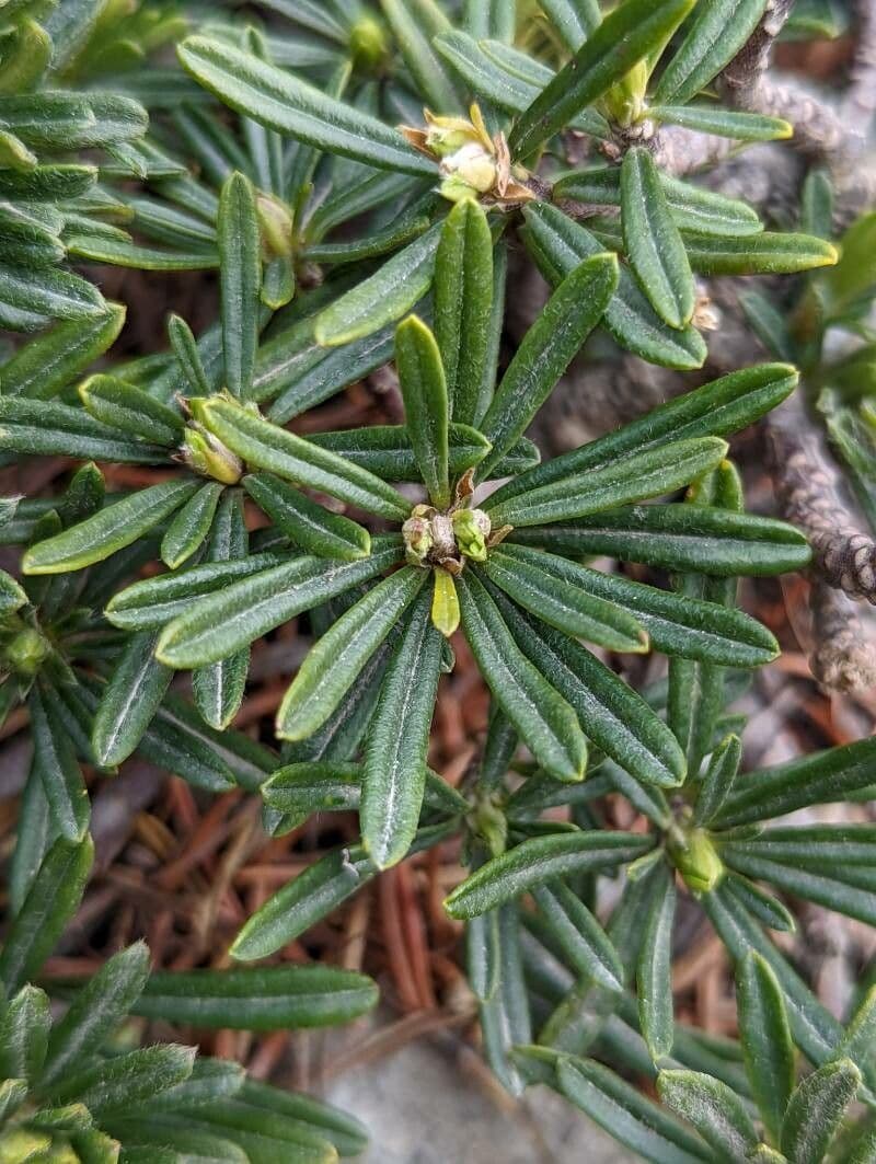 Difenbaachie 12