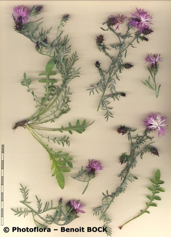 Centaurea resupinata 4