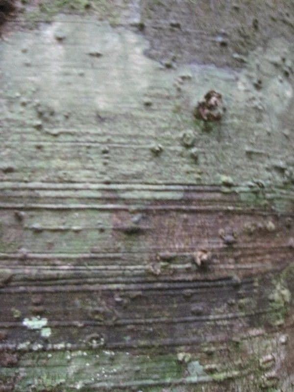 Ceanothusblättrige Ocotea 5