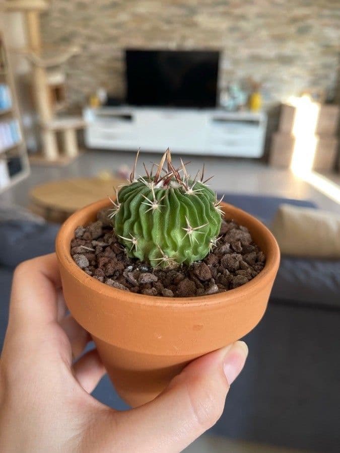 Cactus stella 2