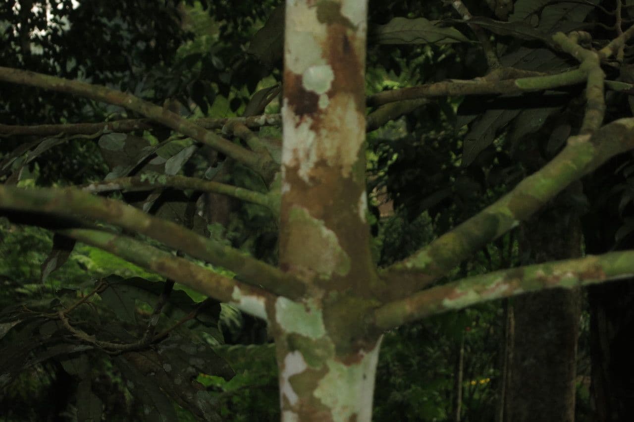 Graue Knema 2