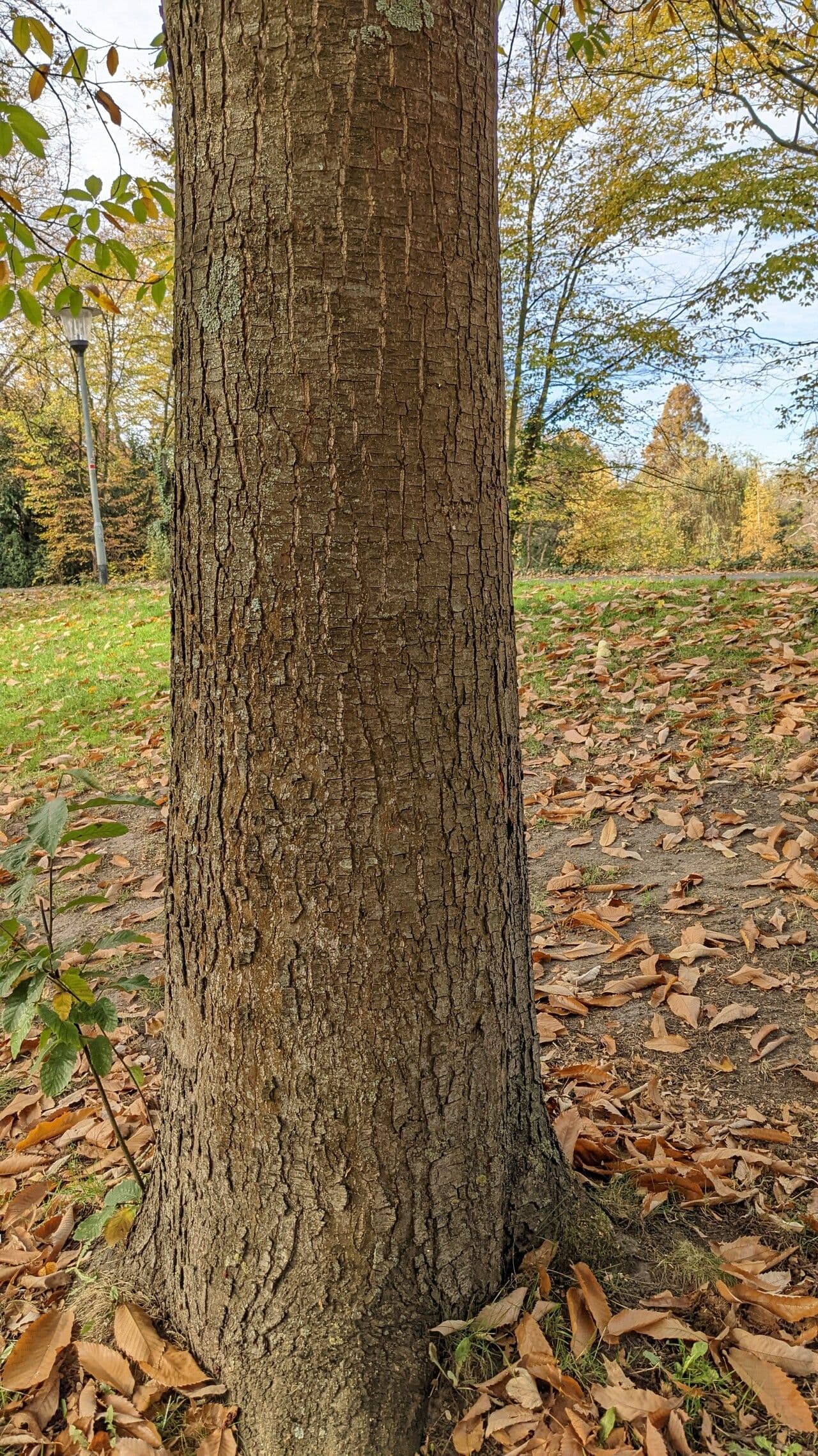 Slanivec 22