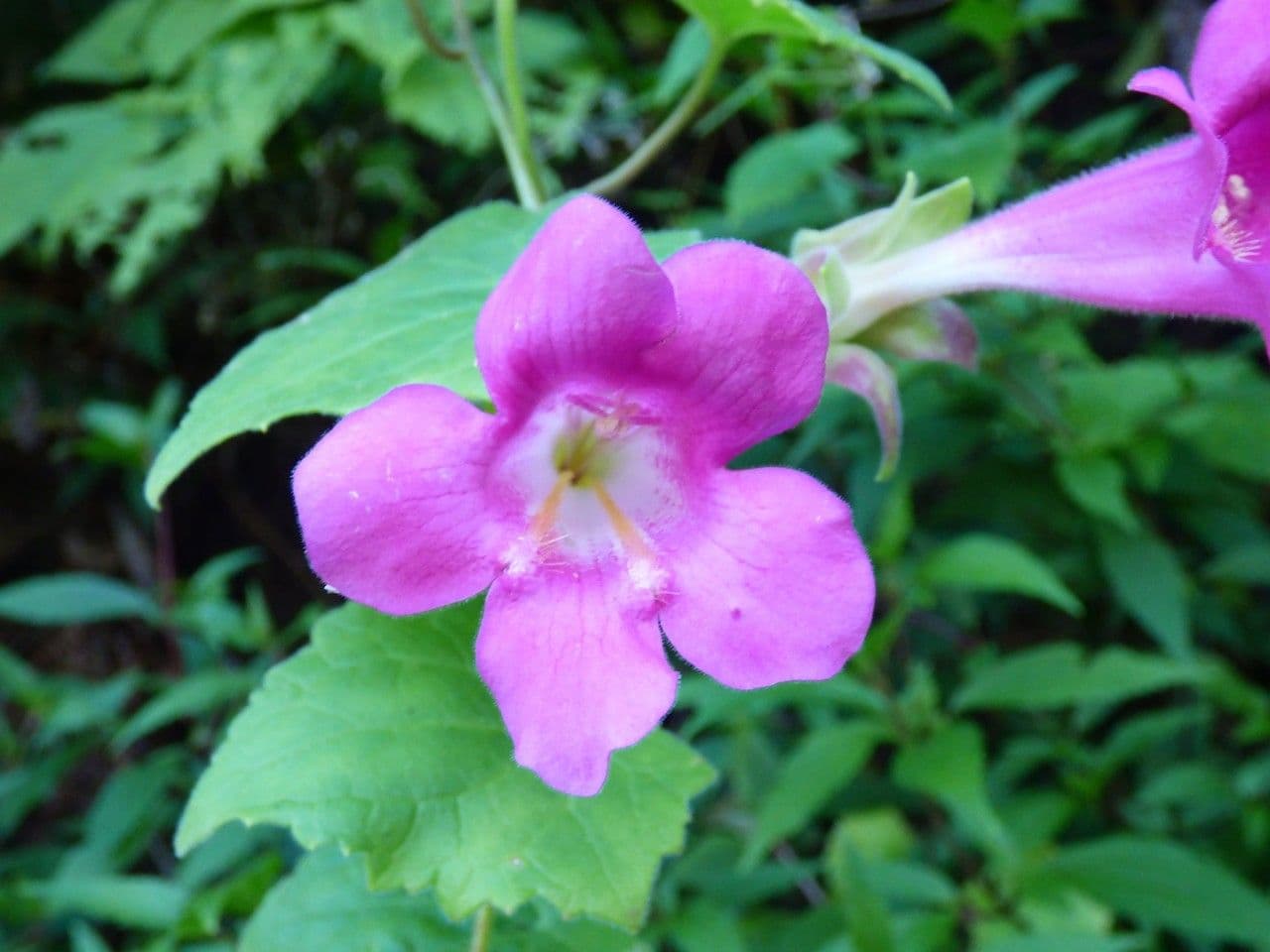 Lophospermum 5