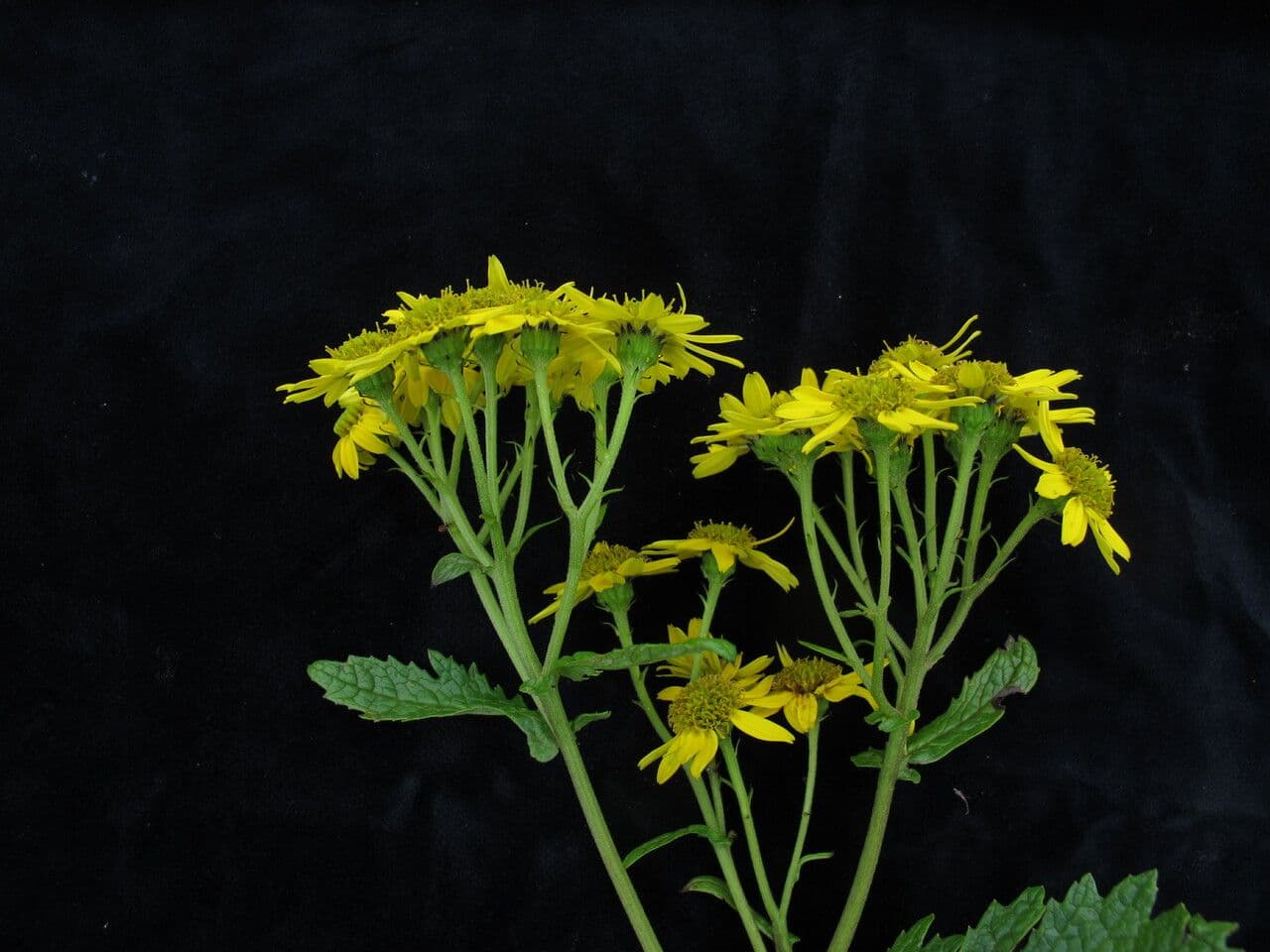 Senecio 9