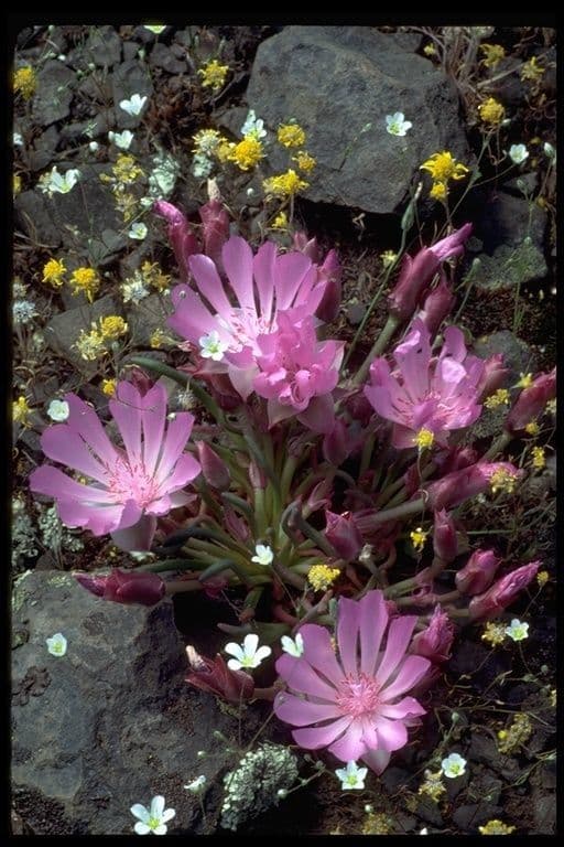 Lewisia 11