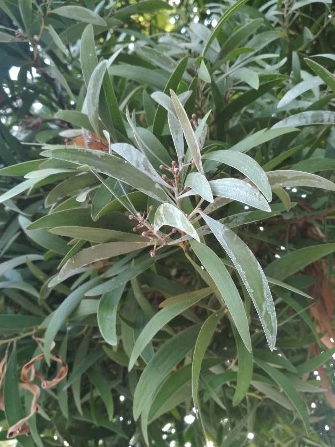 Acacia nera 18