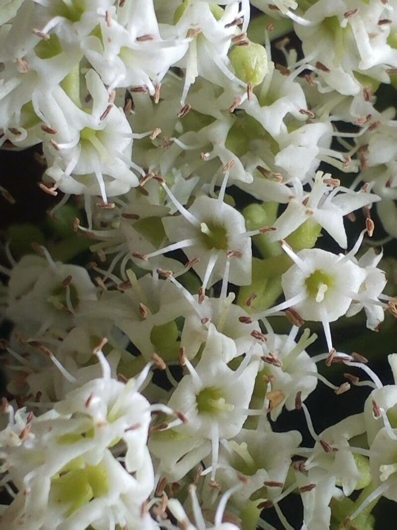 Ehretia 6