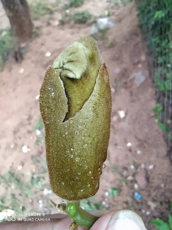 Fernandoa 8