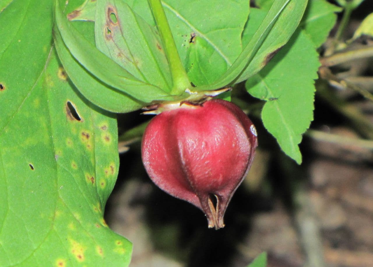 Trillium pochylone 5