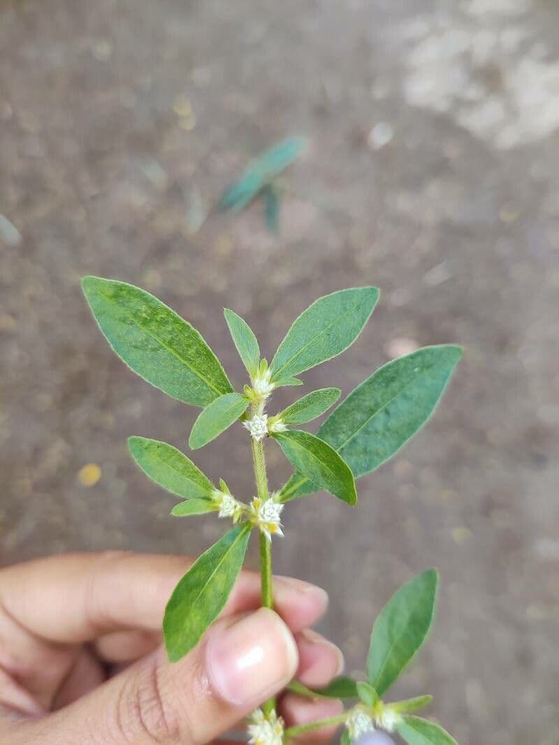 Alternanthera sessilis 8