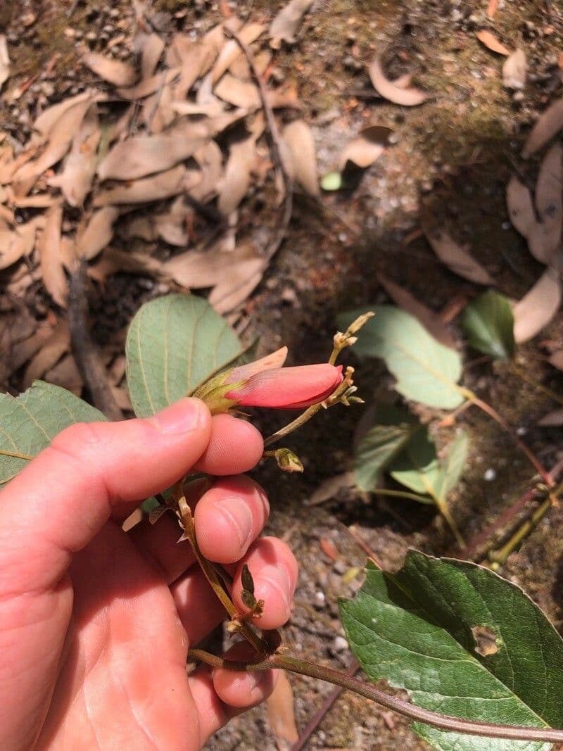 Kennedia rubicunda 3