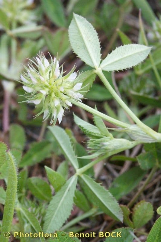 Teasel clover 16