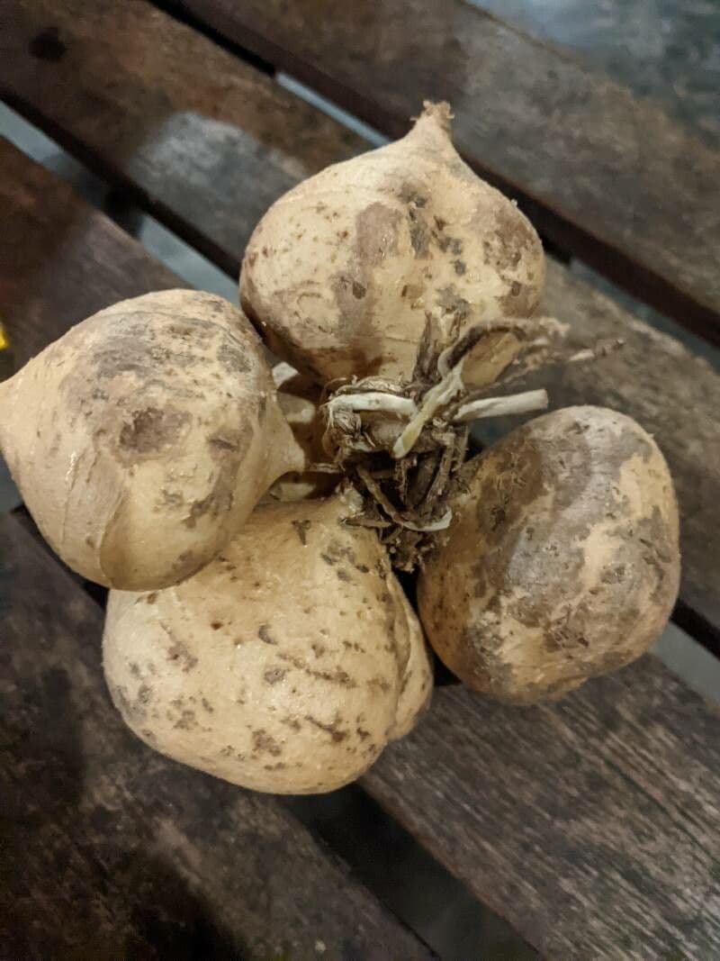 Jicama 4