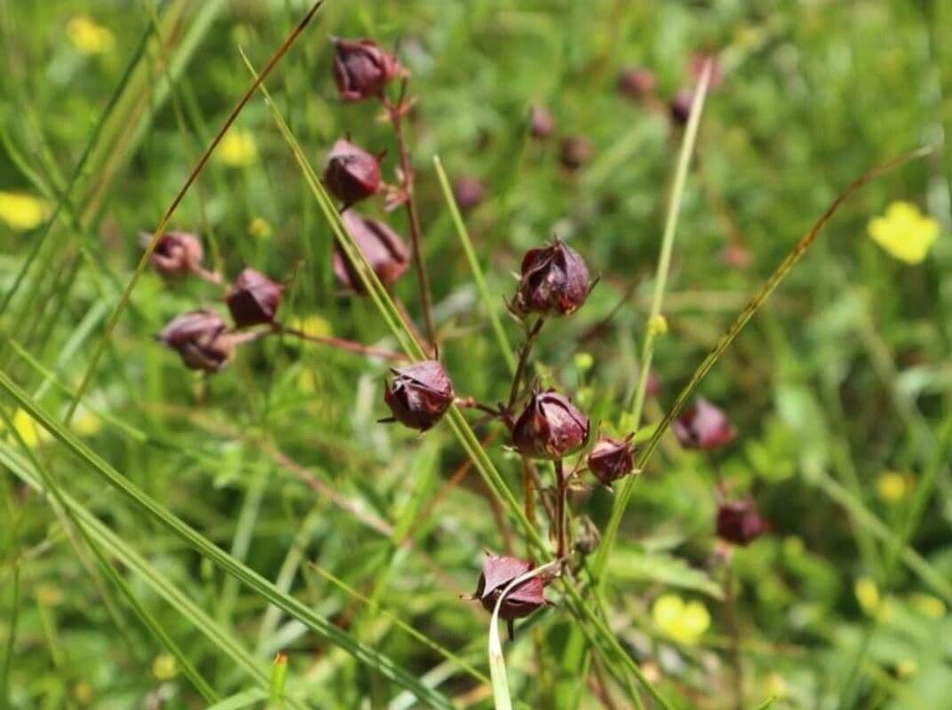 Cinquefoglie delle paludi 3