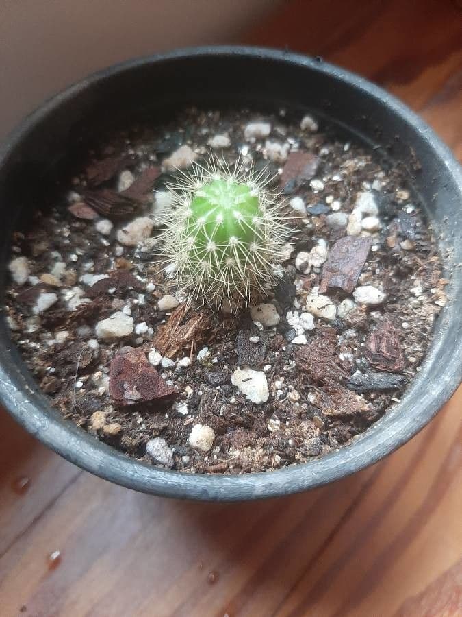 Cactus hérisson vert