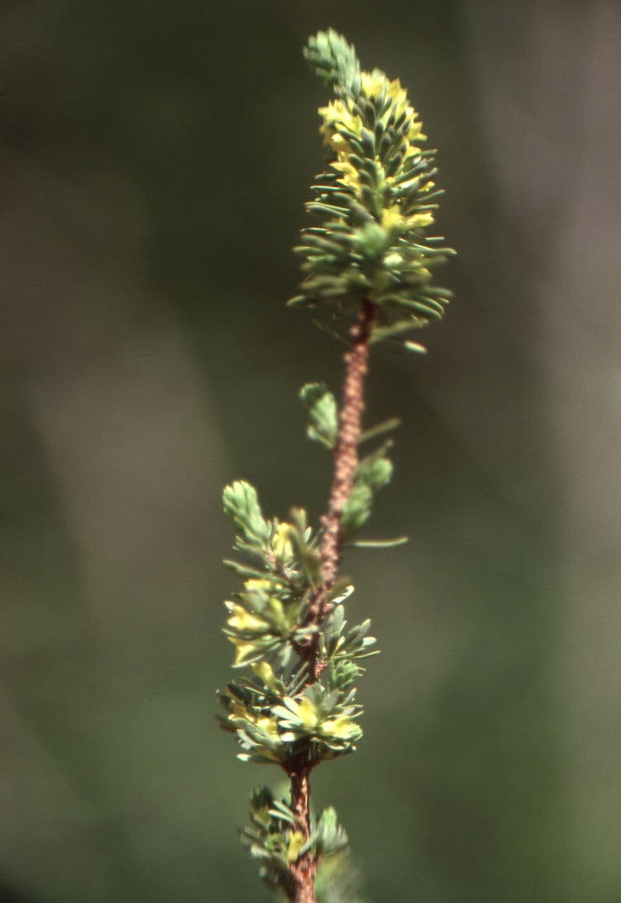 Thymelaea sanamunda 20