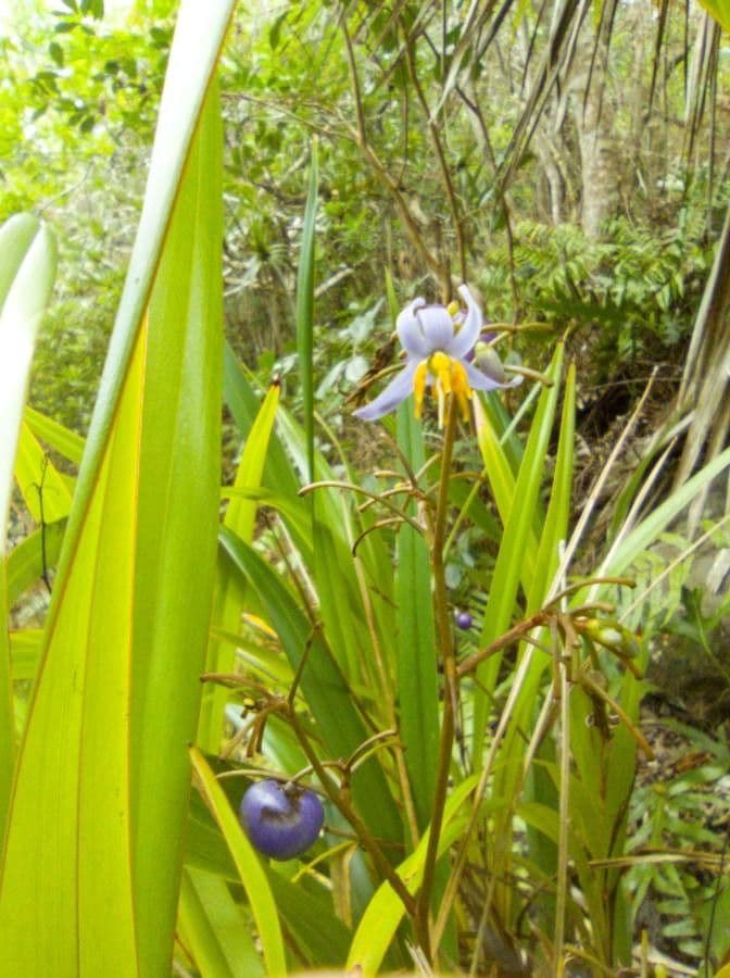 Dianella 8