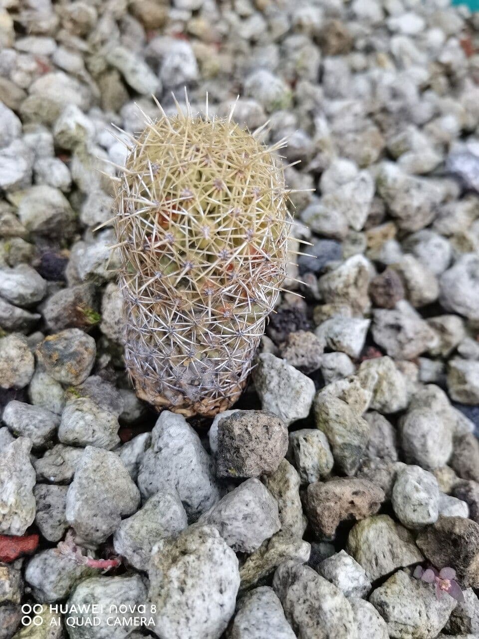 Coryphantha
